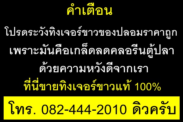 ทิงเจอร์ขาวปลอม